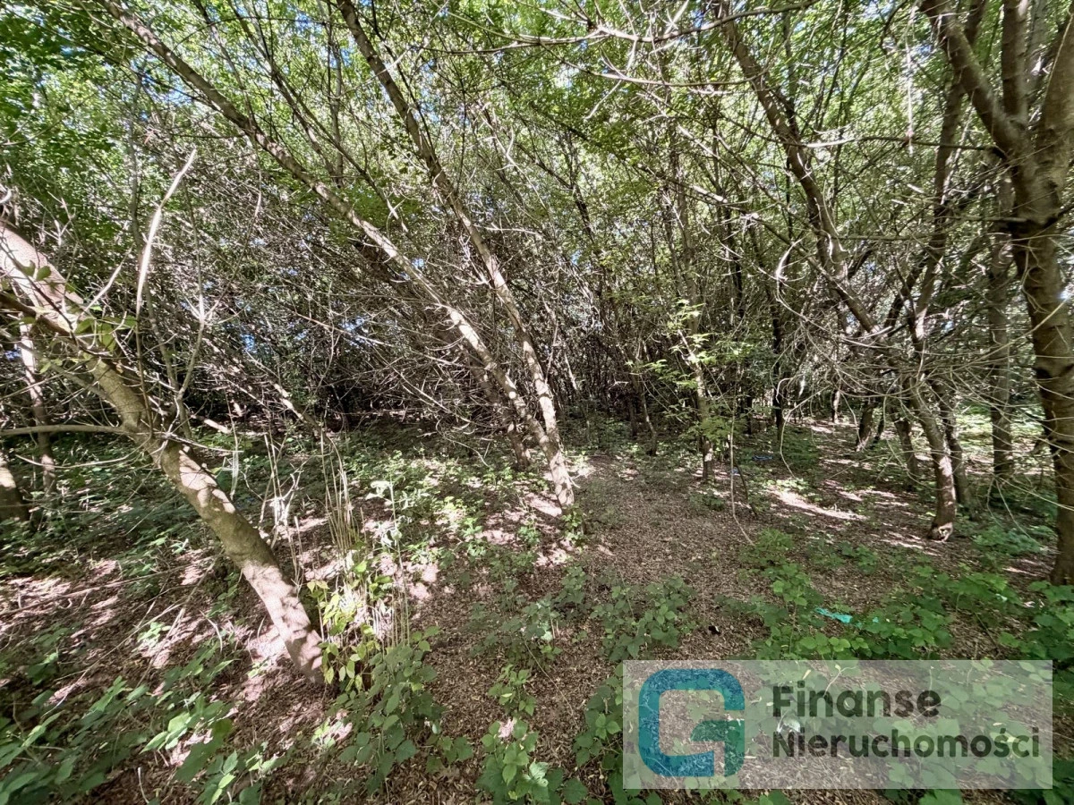 🌿 Działka 2500 m² | Zabudowa zagrodowa i mieszkaniowa jednorodzinna | Pobiedna, gm. Nowe Miasto nad Pilicą | 80 000 zł